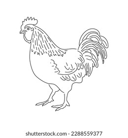 Graphical drawn chicken on white background. Vector illustration.