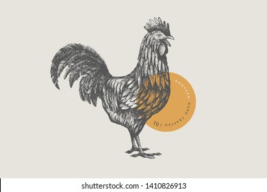 Graphical drawn rooster. Hand-drawn retro picture with a poultry in an engraving style. Can be used for menu restaurants, for packaging in markets and shops. Vector vintage illustrations.