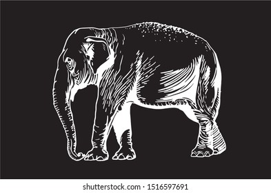 Graphical elephant isolated on black background,vector illustration for  printing