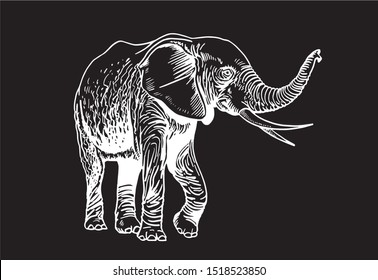 Graphical elephant isolated on black background, vector illustration