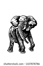 Graphical elephant isolated on white background,vector illustration for tattoo and printing