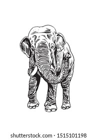  Graphical elephant isolated on white background,vector illustration for tattoo and printing