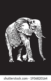 Graphical elephant walking on black background,vector  engraved illustration