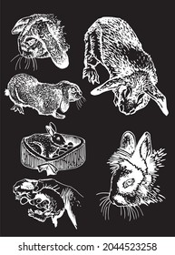 Graphical engraved set of rabbits isolated on black background,vector illustration