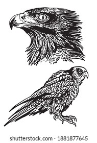 Graphical falcon and golden eagle on white background, vector
