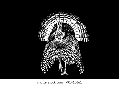 Graphical fat turkey isolated on black background,vector sketchy illustration