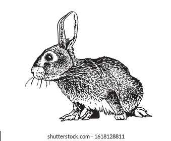 Graphical fluffy bunny isolated on white,vector illustration, element for design