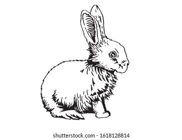 Graphical fluffy bunny isolated on white,vector illustration, element for design