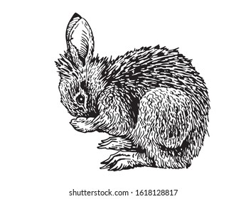 Graphical fluffy bunny isolated on white,vector illustration, element for design