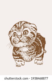 Graphical  fold kitten vector sepia illustration of cute pet