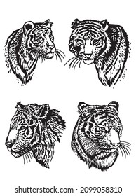 graphical four portraits of tigers on white backround,vector illustration 