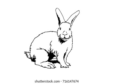 Graphical funny rabbit isolated on white background for coloring,vector illustration