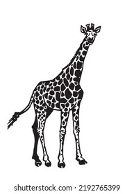 Graphical giraffe isolated on white background,vector illustration