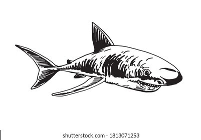 Graphical great white shark ,vector fish, han-drawn illustration