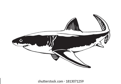 Graphical great white shark ,vector fish, han-drawn illustration