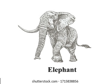 Graphical grey elephant isolated on white background, vector illustration