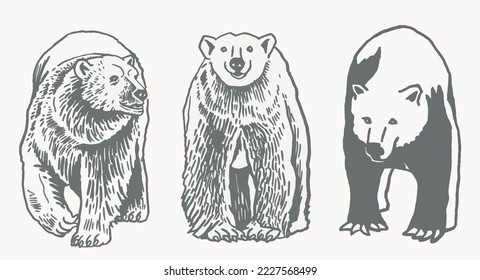 Graphical grey grizzly bears set isolated on white,vector illustration. Color collection of polar bears