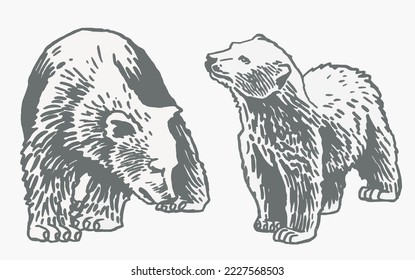 Graphical grey grizzly bears set isolated on white,vector illustration. Color collection of polar bears