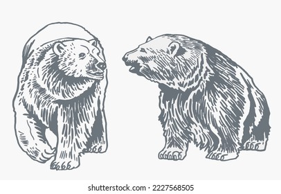 Graphical grey grizzly bears set isolated on white,vector illustration. Color collection of polar bears