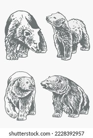 Graphical grey grizzly bears set isolated on white,vector illustration. Color collection of polar bears