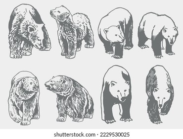 Graphical grey grizzly bears set isolated on white,vector illustration. Color collection of polar bears