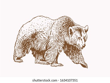 Graphical grizzly bear  ,sepia illustration,vector