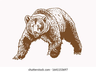 Graphical grizzly bear walking  ,sepia illustration,vector