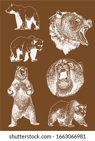 Graphical grizzly bears sepia set ,vector illustration