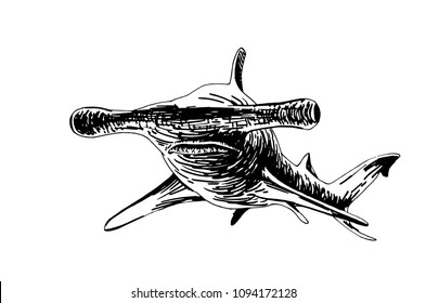 Graphical hammerhead shark isolated on white background , vector illustration
