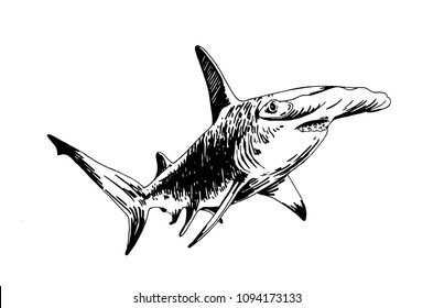 Graphical hammerhead shark isolated on white background , vector illustration