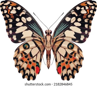 Graphical hand drawn butterfly. Vector.	