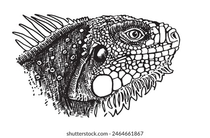 Graphical hand drawn iguana isolated on white background,vector illustration, lizard
