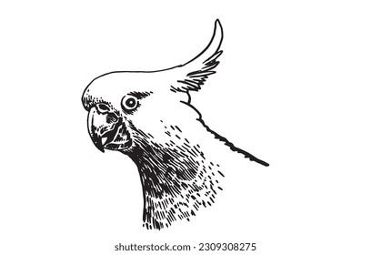 Graphical hand drawn parrot  isolated on white,vector element of bird.Ink pen parrot