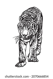 Graphical hand drawn tiger on white background,vector element, front view tiger walking