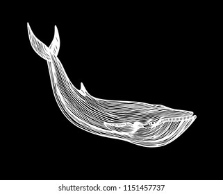 Graphical hand painted whale isolated on black background. Vector illustration.