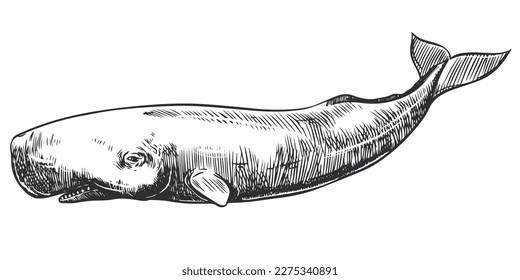 Graphical hand painted whale isolated on white background. Vector illustration. Sperm whale.