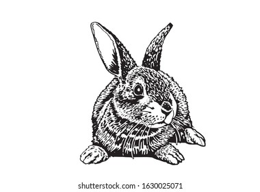 Graphical hand-drawn bunny isolated on white background, vector rodent