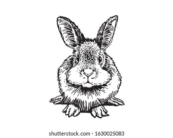 Graphical hand-drawn bunny isolated on white background, vector rodent