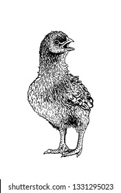 Graphical hand-drawn chick  isolated on white background, vector illustration
