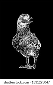 Graphical hand-drawn chick  isolated on black background, vector illustration