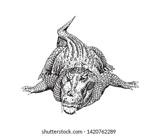 Graphical hand-drawn crocodile isolated on white,vector illustration