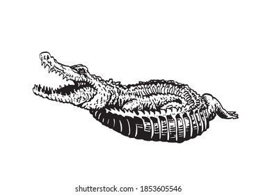 Graphical hand-drawn crocodile isolated on white, vector illustration for tattoo and printing