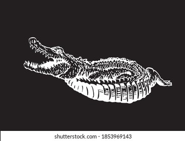 Graphical hand-drawn crocodile isolated on black, vector illustration for tattoo and printing