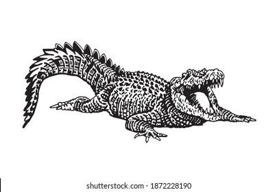 Graphical hand-drawn crocodile isolated on white background,vector illustration