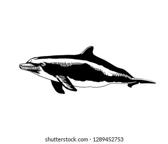 Graphical hand-drawn dolphin isolated on white background,vector illustration,tattoo 