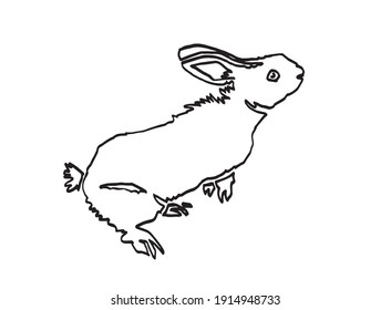 Graphical hand-drawn doodle illustration of rabbit isolated on white background,vector