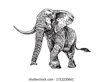 Graphical hand-drawn elephant isolated on white background, vector illustration