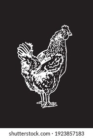 Graphical hand-drawn hen isolated on black background,engraved vector illustration