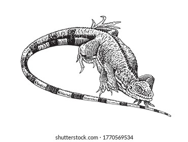 Graphical hand-drawn iguana isolated on white background, vector illustration,lizard