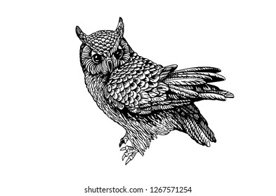 Graphical hand-drawn owl isolated on white, vector sketch for typography ,tattoo and books